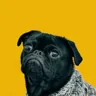 Try removing the background from a sample dog image